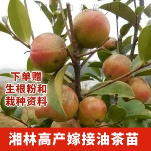 湖南攸县油茶苗正宗湘林210高产嫁接杯苗裸根苗红皮大果油茶树苗