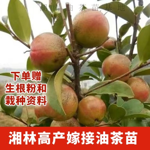 湖南攸县油茶苗正宗湘林210高产嫁接杯苗裸根苗红皮大果油茶树苗
