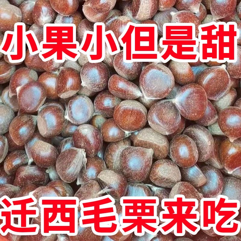 2025年新鲜板栗老树小油栗