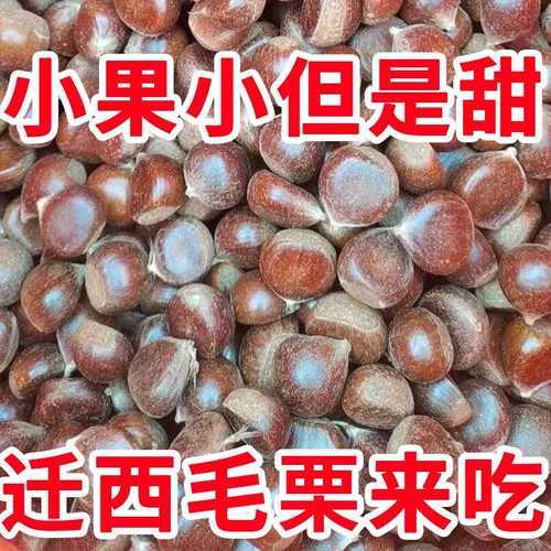 2025年新鲜板栗老树小油栗