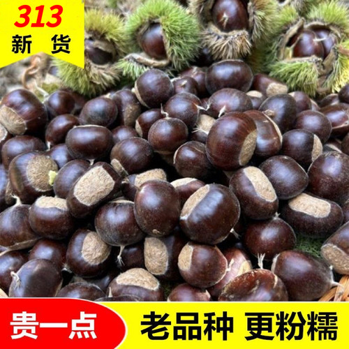 2025迁西板栗正宗313生栗子