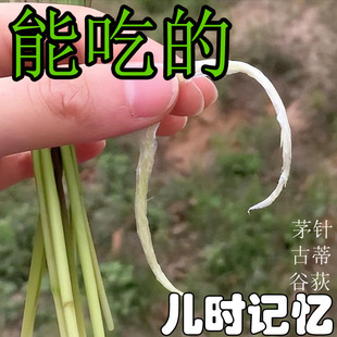 2026年新鲜现拔gudi茅针茅根古蒂野生白茅花茅针谷狄中药材荻儿时
