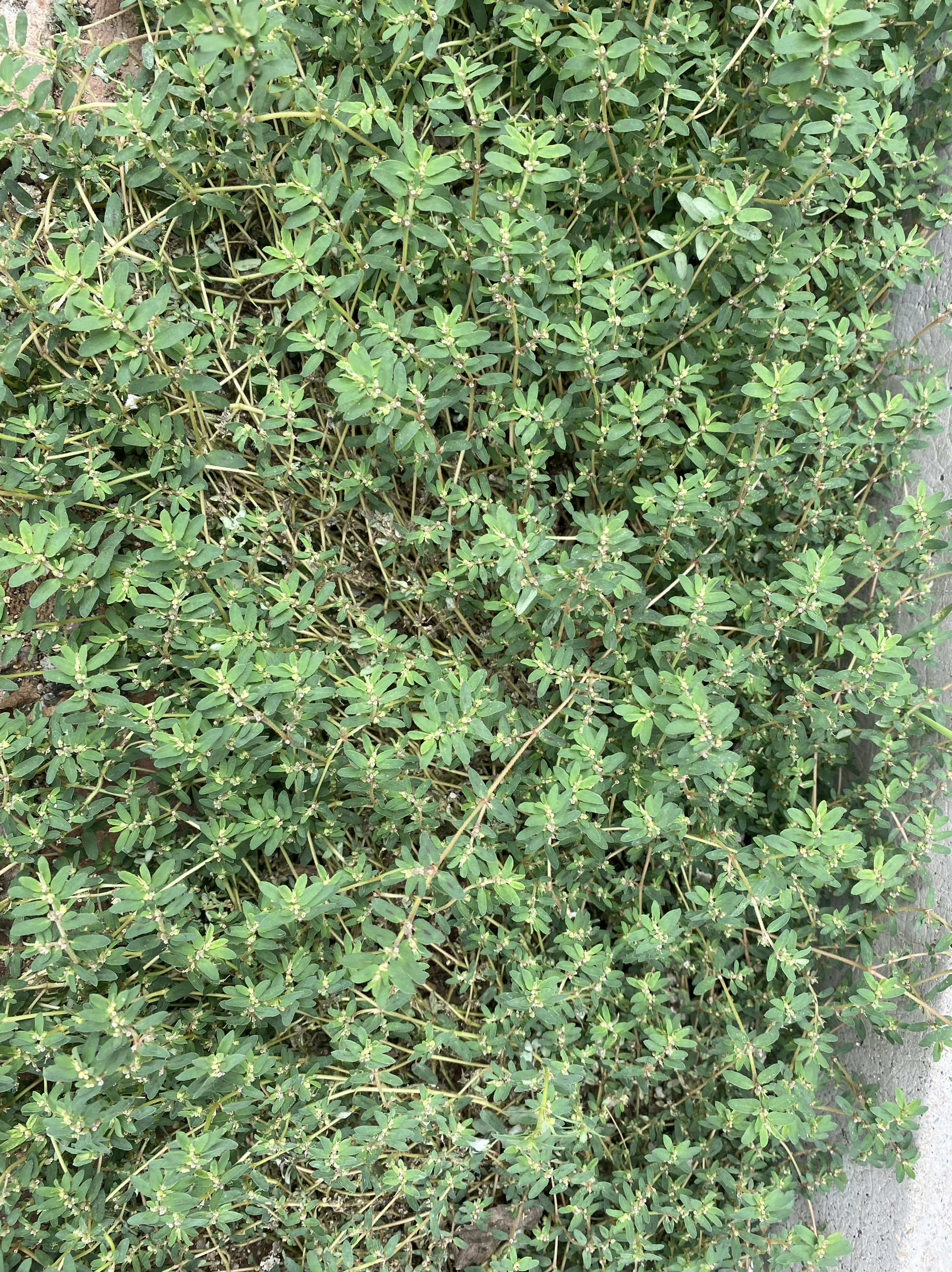 地棉草乳汁草新鲜现采雾水葛糯米藤拔脓膏地清散脓见中草药