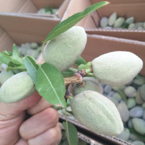 新鲜巴旦木青皮巴旦木扁桃新鲜大杏仁湿的绿皮巴旦木产地直发
