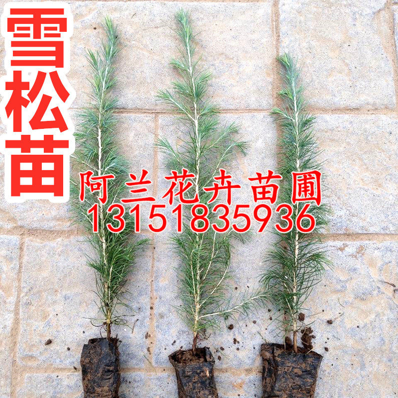 雪松树苗雪松苗雪松小苗盆栽圣诞树庭院四季常青绿化苗圃直销