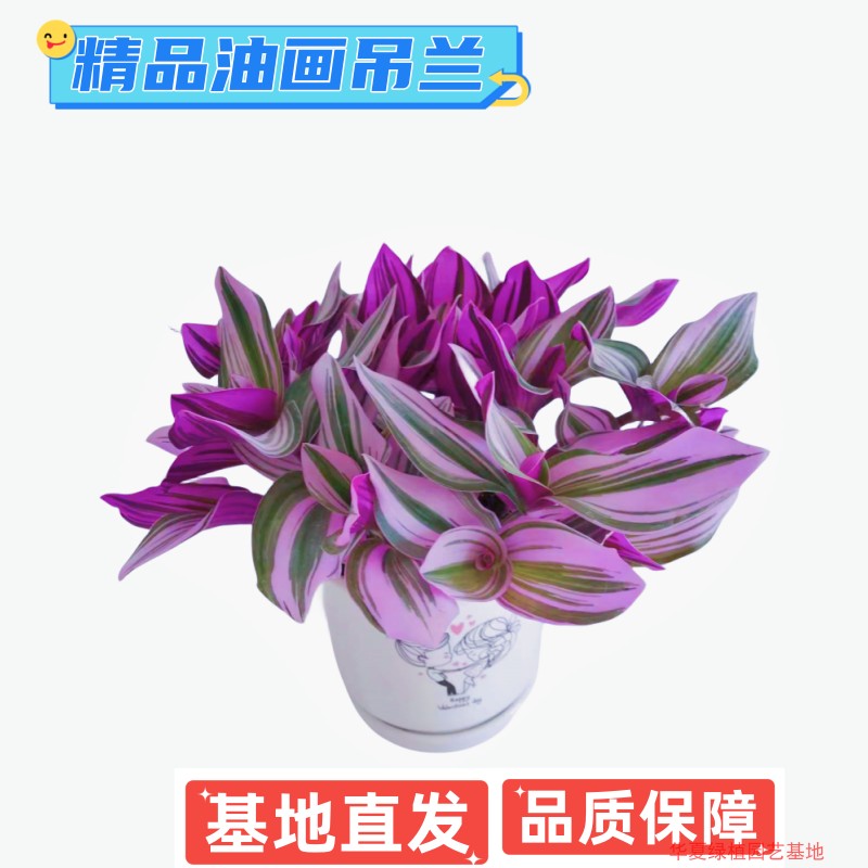 绿植好养油画婚礼吊兰阳台花卉