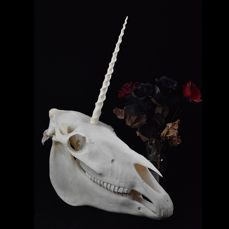 独角兽头骨标本 马头驴头真骨 unicorn
