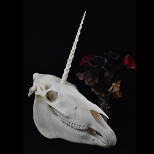 独角兽头骨标本 马头驴头真骨 unicorn