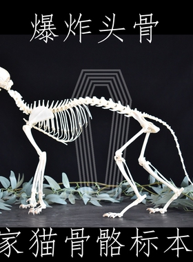 爆炸头骨猫骨骼标本 博切恩头骨 真骨 全宇宙独家【自由的骨头】