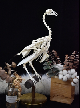 标本真骨动物自然教育儿童启蒙