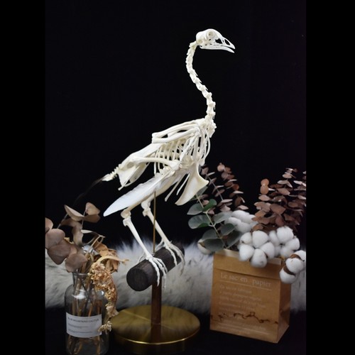 标本真骨动物自然教育儿童启蒙