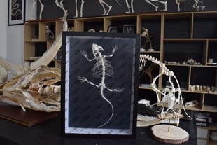 相框款鬃狮蜥骨骼标本 真骨 挂画 ins软装挂画动物骨骼标本