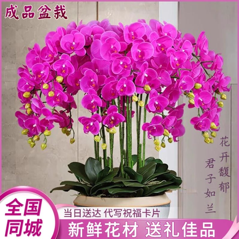 蝴蝶兰带真花卉开业乔迁盆栽武汉汉阳武昌洪山同城直达