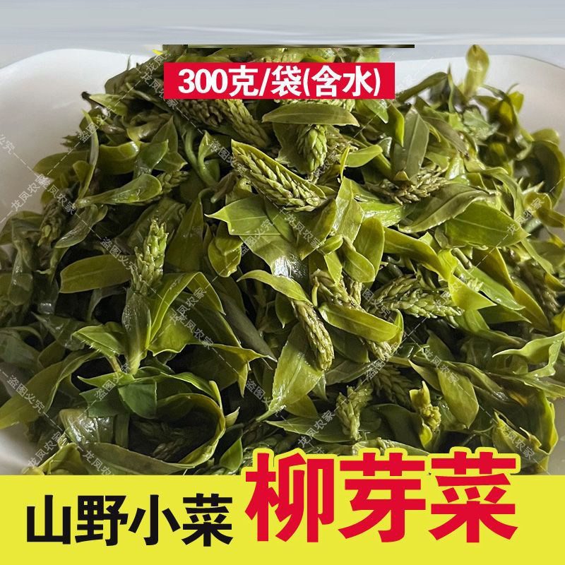 清水柳芽柳树芽菜含水柳构儿菜袋装凉拌新鲜柳芽菜凉拌爆炒炸蒸馅
