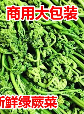 清水绿蕨菜山野菜水蕨菜保鲜清水绿蕨菜山野菜包邮每袋1000克袋装