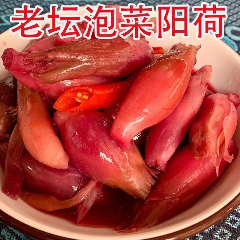 酸辣洋荷姜大山新鲜阳荷姜老坛泡制酸洋河姜洋火姜下饭菜开胃小菜