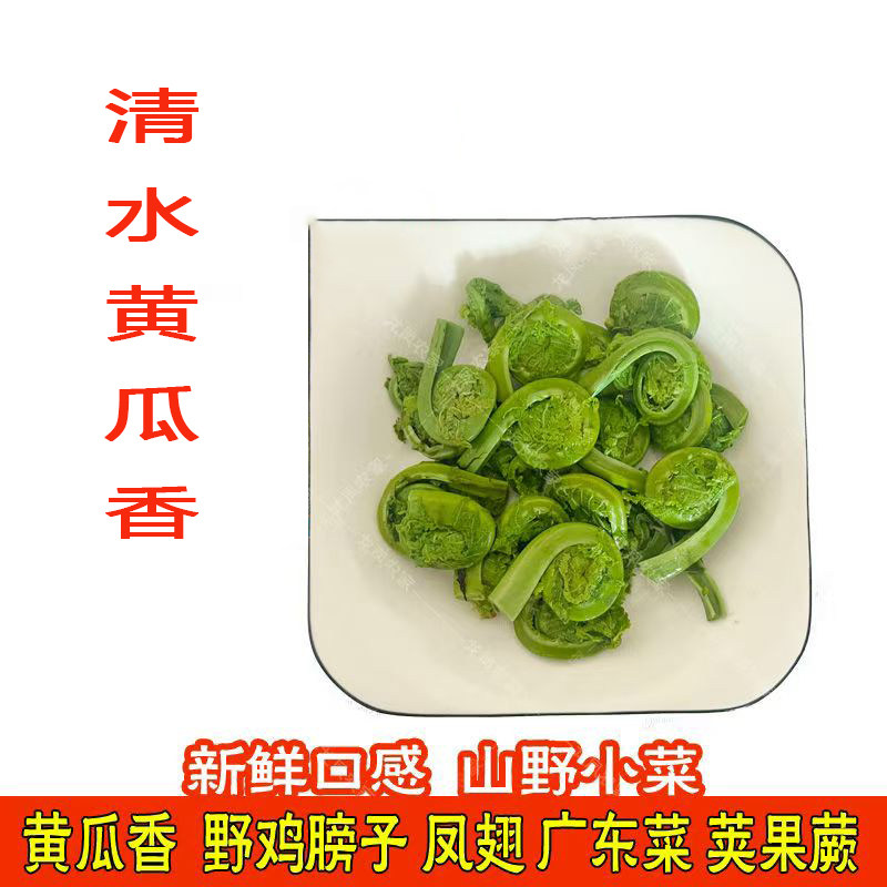 清水黄瓜香广东菜特产山野菜黄瓜香新鲜焯水野菜山菜蔬菜正品袋装