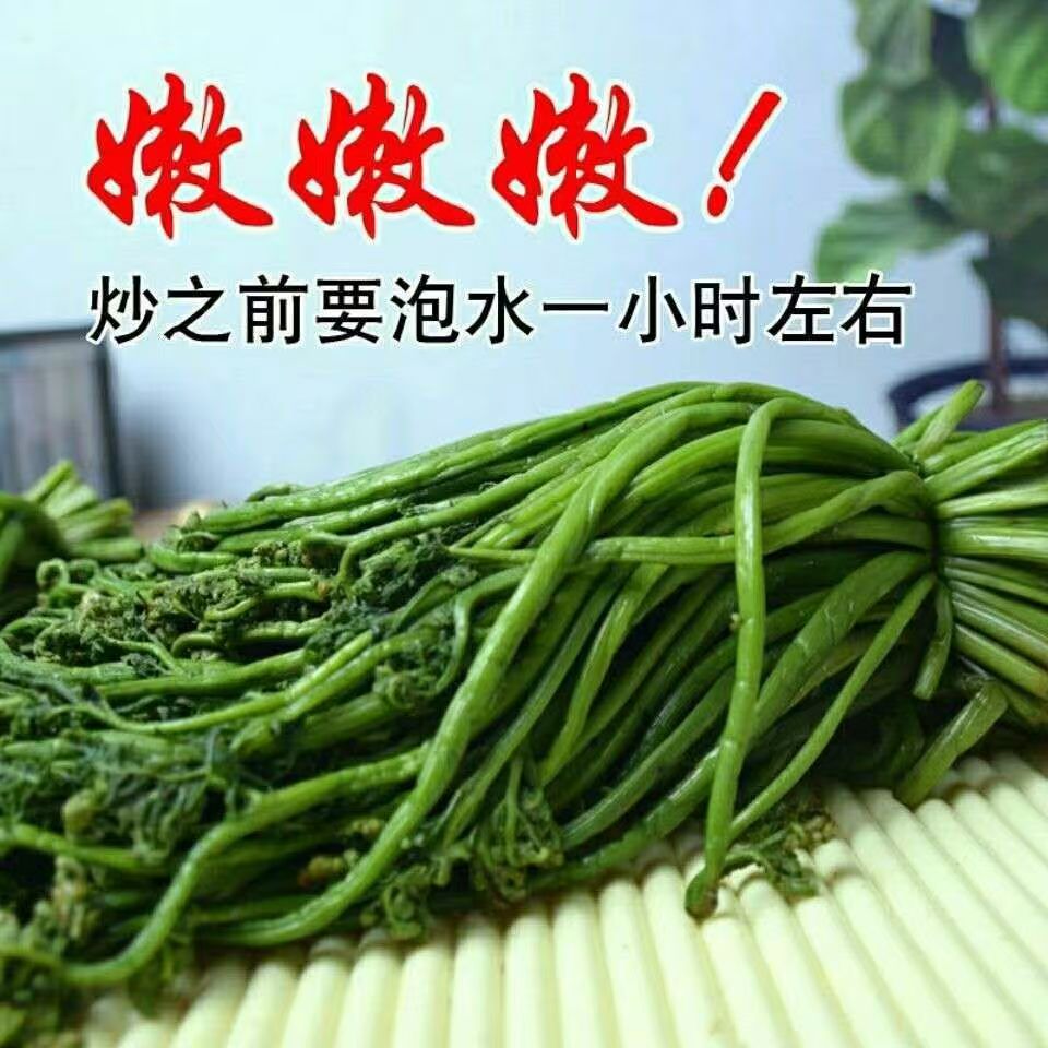 清水蕨菜山野菜绿蕨菜新鲜山野菜清水保鲜撅菜凉拌菜小炒多样吃法