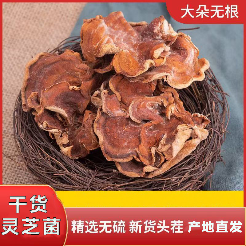 灵芝菌100g散装干货黄金灵芝菌灵芝菇优质农家素食食材灵芝菌批发