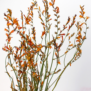 雾中情人干花 金娥绒黄栌翠扇龙船花火焰兰菠萝菊洋甘菊小菊配草