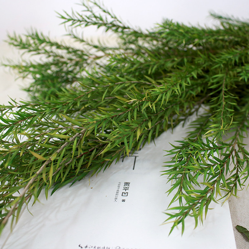 班克木 毛绒球小米果佛塔 千层金永生花进口真花干花装饰摆件配叶