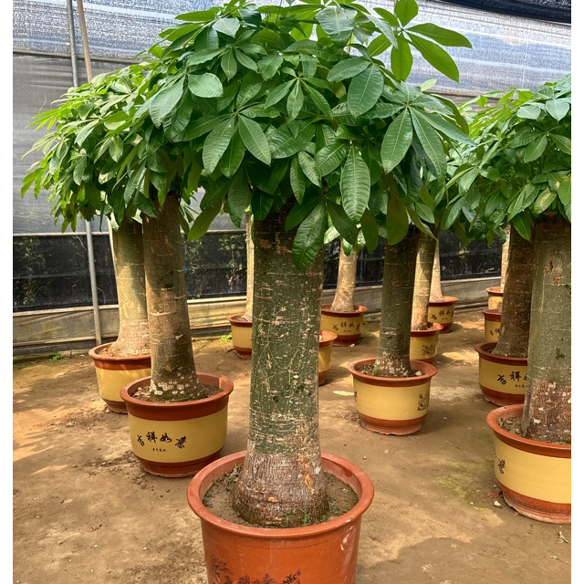 特大单杆发财树棒棒糖发财树绿植盆栽室内客厅乔迁开业送礼大冒头