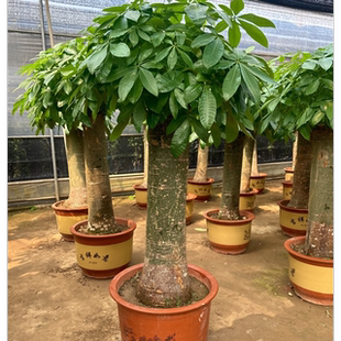 特大单杆发财树棒棒糖发财树绿植盆栽室内客厅乔迁开业送礼大冒头