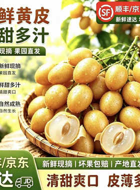 【顺丰京东冷链】广西黑金刚黄皮果香蜜新鲜山酸甜浓郁现摘水果