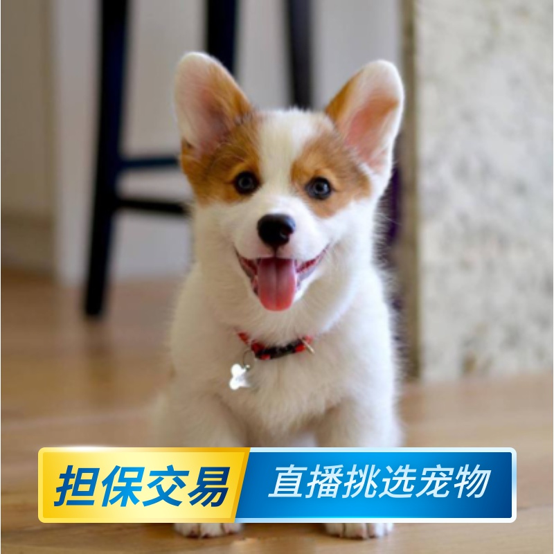 Changzhou Corgi Puppies living thing Yellow and white Double color Short legs Dogs Corgi Thoroughbred Puppies living thingin the Pet/Pet food and supplies , Dogs  category - from Buy2taobao.com to provide professional Taobao agent buy service
