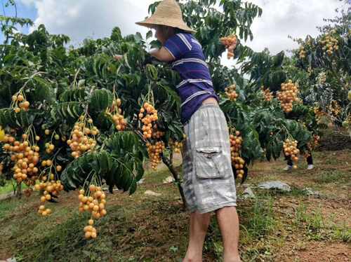 郁南建城大果无核黄皮果树苗、大鸡心果苗、冰糖纯甜，嫁接果树苗