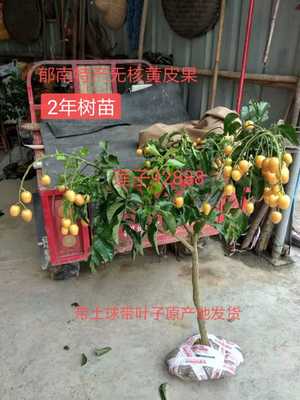 2年一10年广东云浮郁南特产无核黄皮果树、大鸡心、冰糖黄皮果树