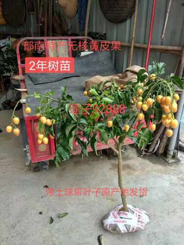 2年一10年广东云浮郁南特产无核黄皮果树、大鸡心、冰糖黄皮果树