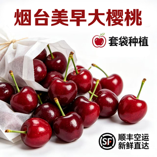 山东烟台大樱桃套袋美早车厘子自然成熟高端无虫新鲜现摘顺丰空运