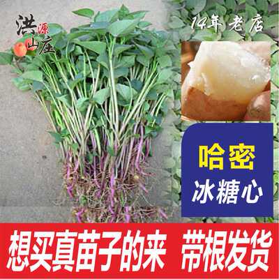 红薯苗山东高产脱毒烟薯苗