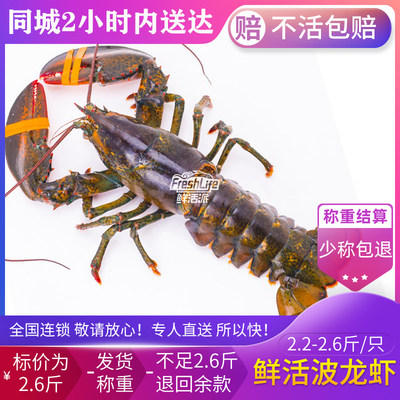 南宁店 鲜活波龙虾2.2-2.6斤/只称重结算 波士顿龙虾波龙虾大龙虾