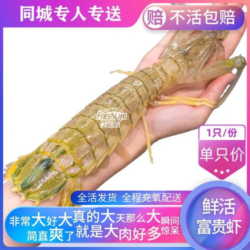 鲜活富贵虾特大皮皮虾1只/份约3-4两虾姑王爬爬虾王琵琶虾大濑尿