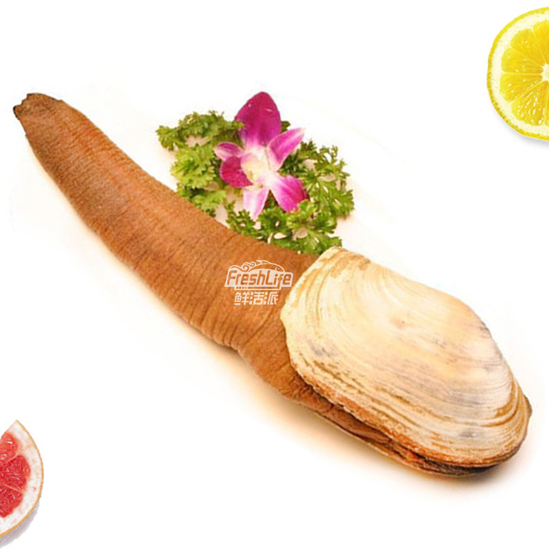 成都店同城闪送 鲜活象拔蚌(水蚌)1只/份 约1.5-2.5斤规格可选