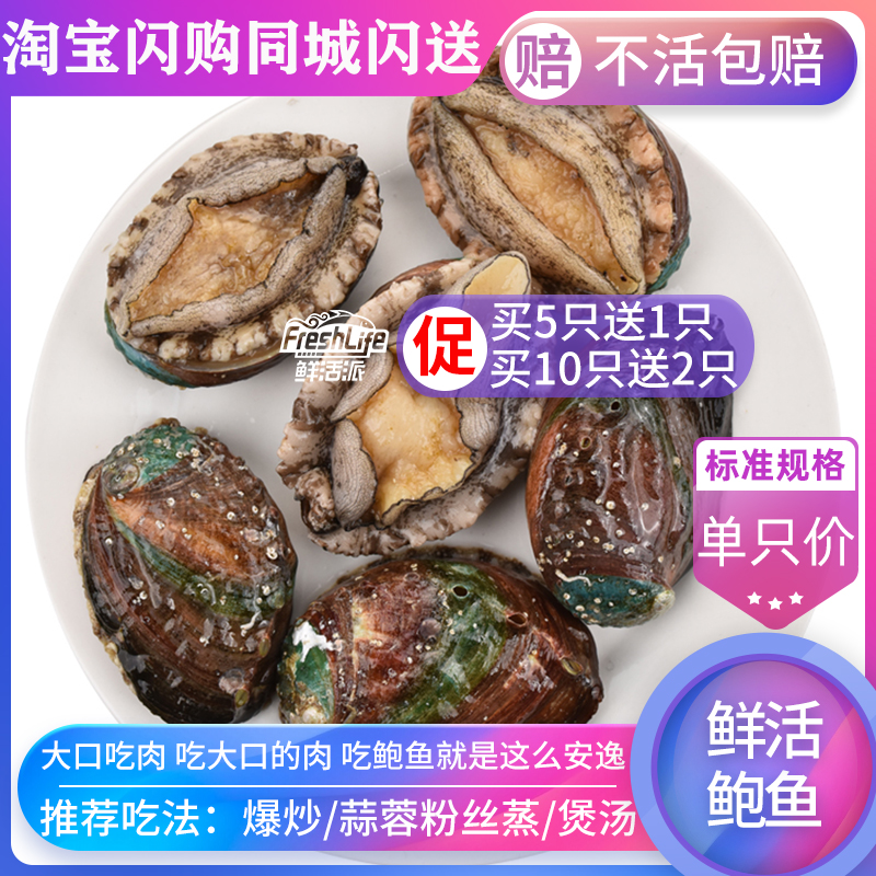 成都店同城闪送 鲜活20头鲍鱼 1只/份约25g 大连天然鲍贝九孔螺鲍