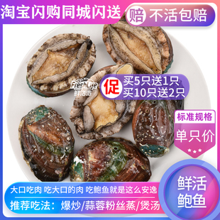 成都店同城闪送 鲜活20头鲍鱼 1只/份约25g 大连天然鲍贝九孔螺鲍