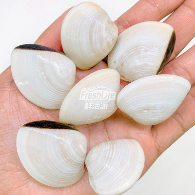 成都店同城闪送 鲜活白贝1斤/份 大文蛤杂色蛤花蛤鲜甜美味