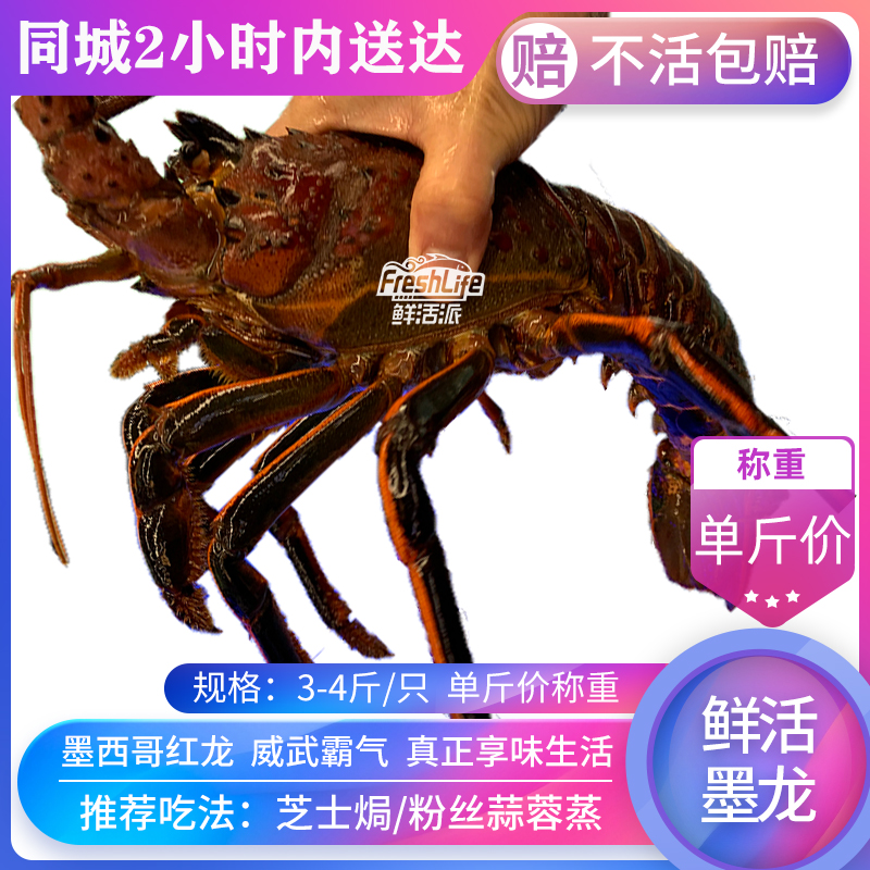 成都店鲜活墨西哥红龙虾3-4斤/只称重结算波龙红龙澳龙大龙虾