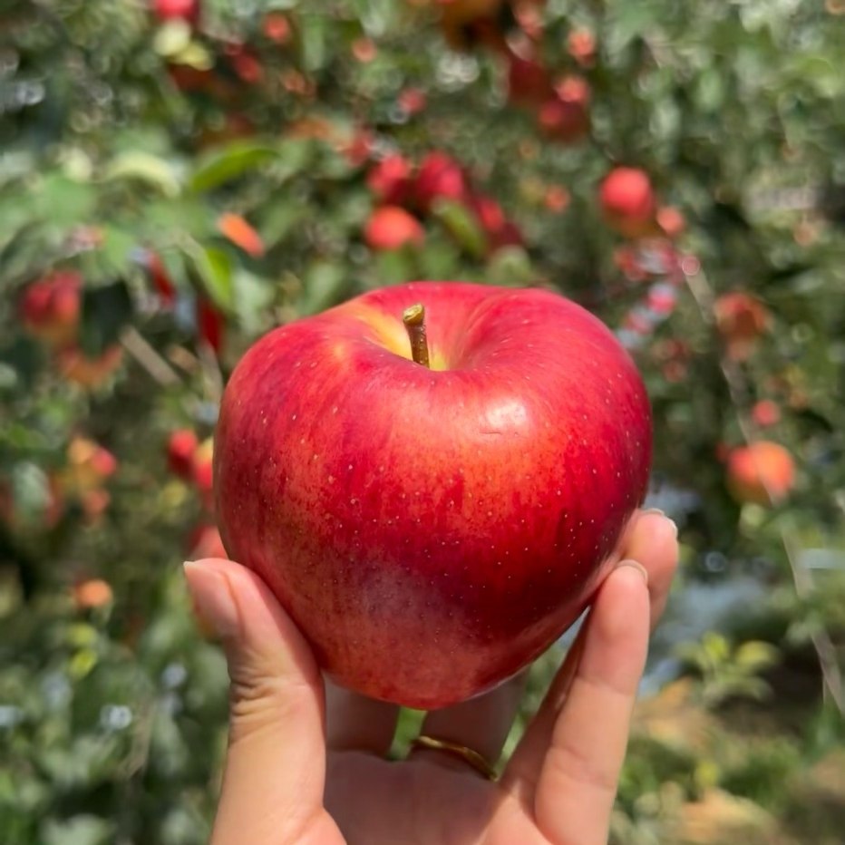 冰糖心丑苹果现摘新鲜水果脆甜多汁产地直发,水产肉类/新鲜蔬果/熟食,苹果,淘宝优惠券,粉丝福利购,淘宝优惠卷