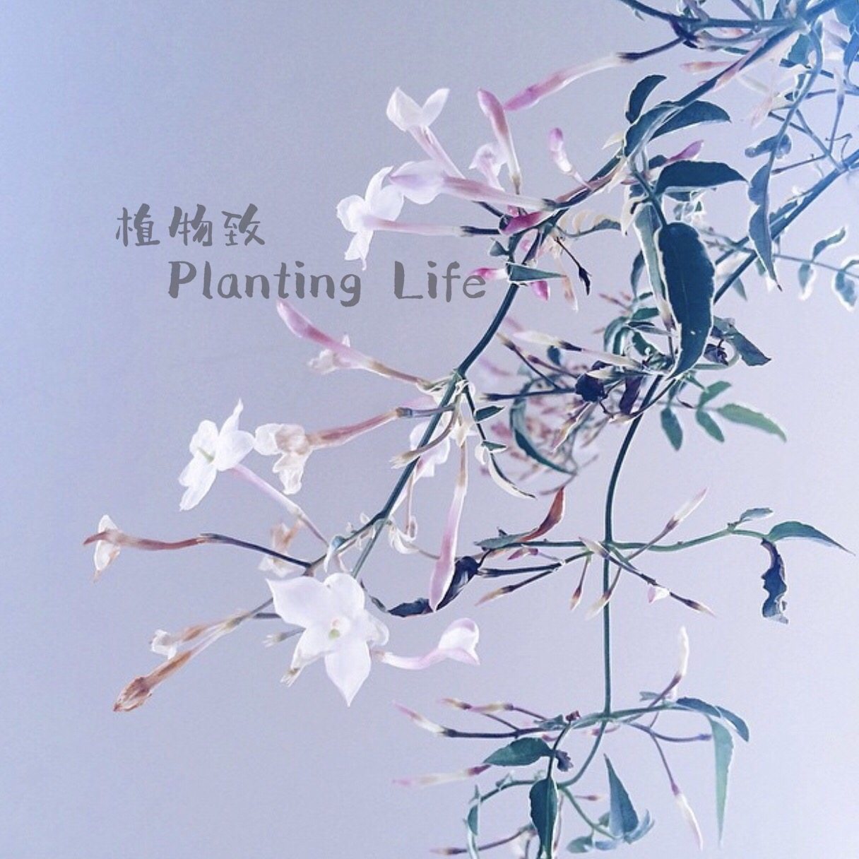 【植物致】花叶多花素馨 银河JASMINUM POLYANTHUM”MILKY WAY”