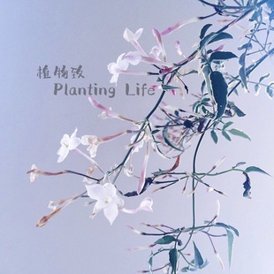 【植物致】花叶多花素馨 银河JASMINUM POLYANTHUM”MILKY WAY”