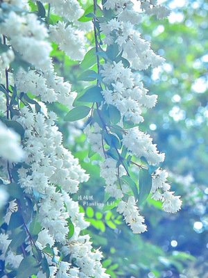 【植物致】重瓣溲疏罗切斯特荣耀