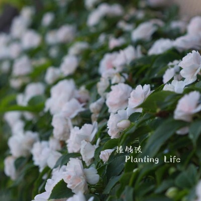 【植物致】重瓣非洲凤仙 Impatiens 阳台耐热易爆花 多品种可选