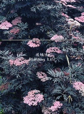 【植物致】黑叶接骨木‘黑色蕾丝’Black lace耐热耐寒庭院彩叶树