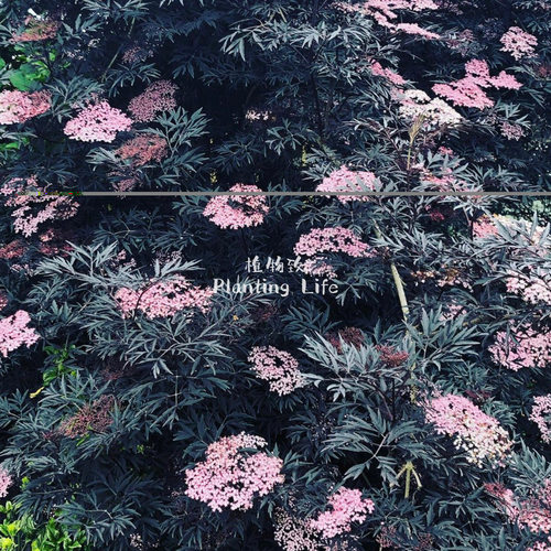 【植物致】黑叶接骨木‘黑色蕾丝’Black lace耐热耐寒庭院彩叶树