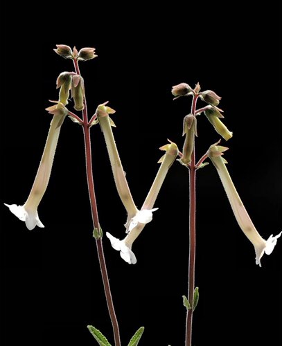 白花香岩桐块茎植物阳台花园夏季