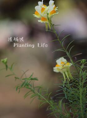 【植物致】 多枝柳穿鱼 Linaria buriatica  原种金鱼草 花园精灵